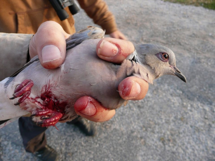 ERA ‘spineless’ for abstaining on spring hunting despite scientific evidence: BirdLife