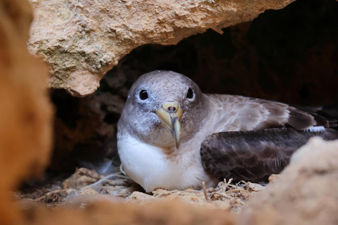 Maltese research reveals the long sea journeys of Scopoli's Shearwaters before egg-laying
