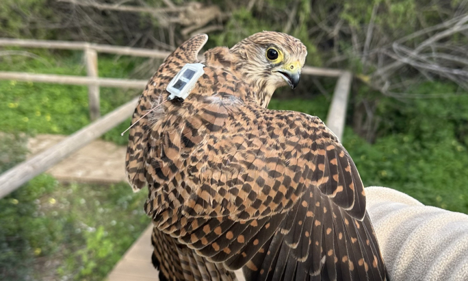 Kestrel survives gunshot wound, only to be killed after returning to Malta