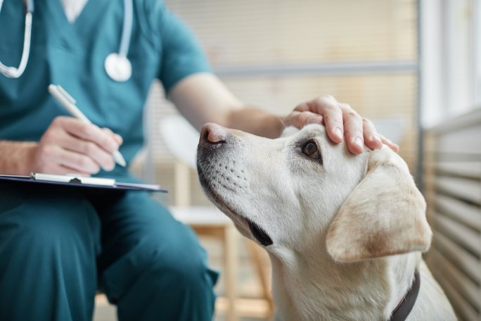 Veterinary Surgeons Council calls for responsible pet ownership