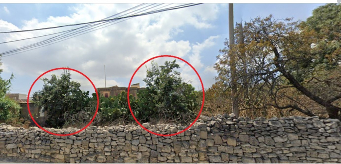 Lija developer says rules followed as arborist claims protected trees removed