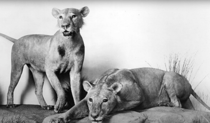 What the Tsavo lions can teach us about our construction industry - Vimarsana News
