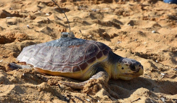 Missing limbs no obstacle for resilient turtles