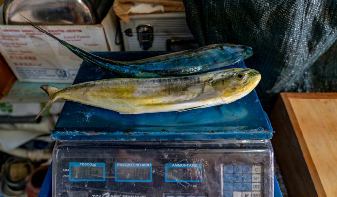 Government’s failing to protect Maltese lampuki catches, says MEP Peter Agius