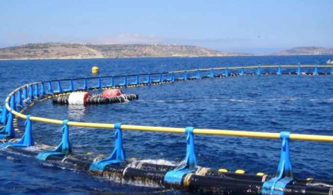 Aquaculture industry pledges cleaner seas after Opposition raises slime concerns
