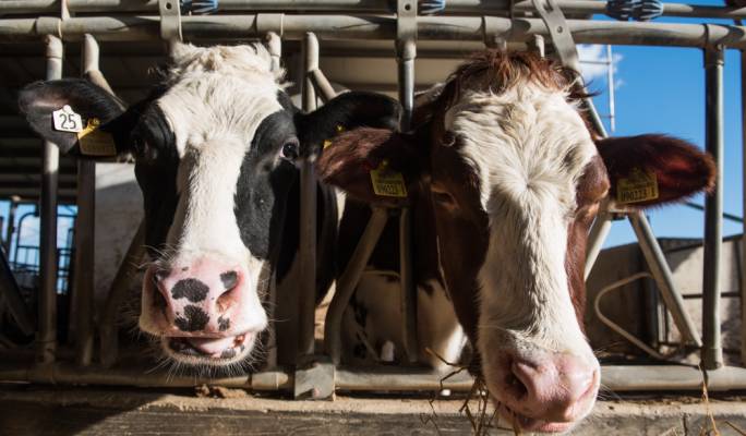 Milk shortage: rationing costing grocers their small clienteles