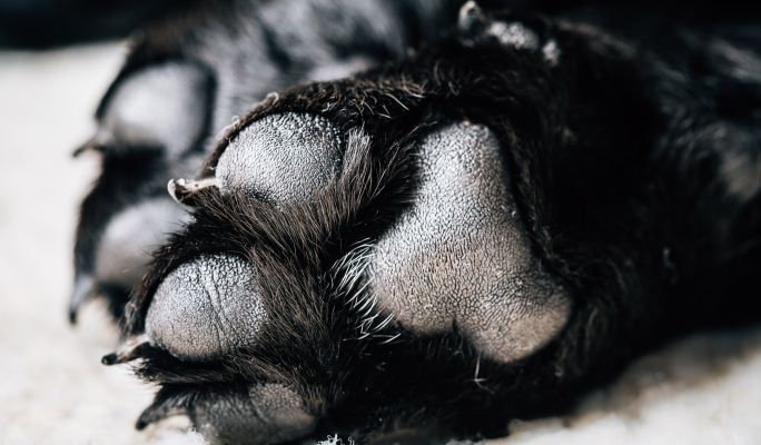 Management failures drove plan to transfer dogs to Italy: animal welfare commissioner report