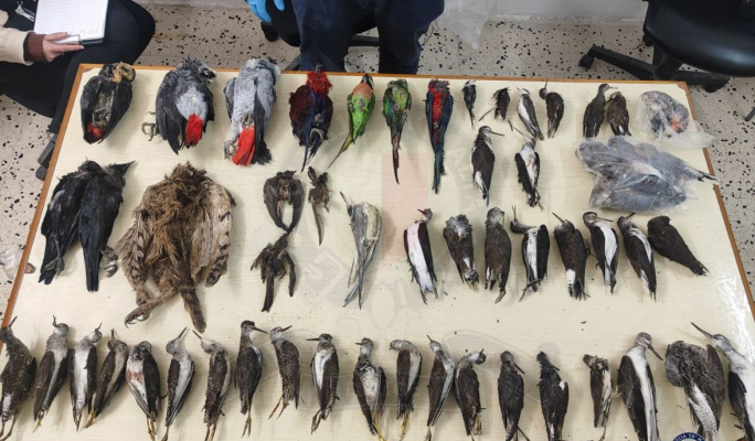 UPDATED | Police arrest two over discovery of 2,500 protected bird ...