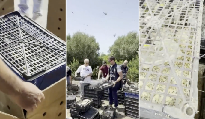 Sicilian authorities stop Maltese man from illegally smuggling €400,000 worth of protected finches