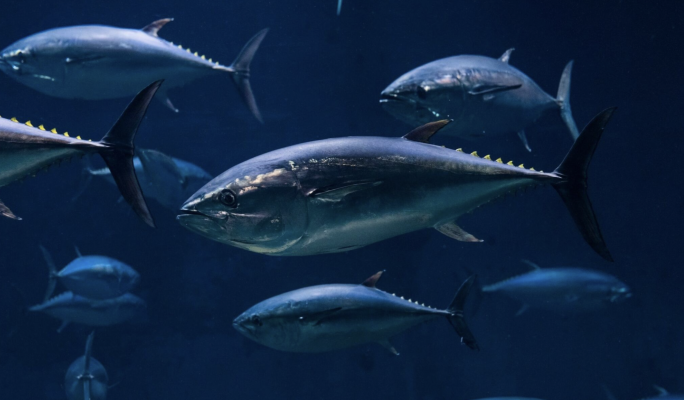 Japan’s tuna imports expose Malta’s outsized role in global seafood trade