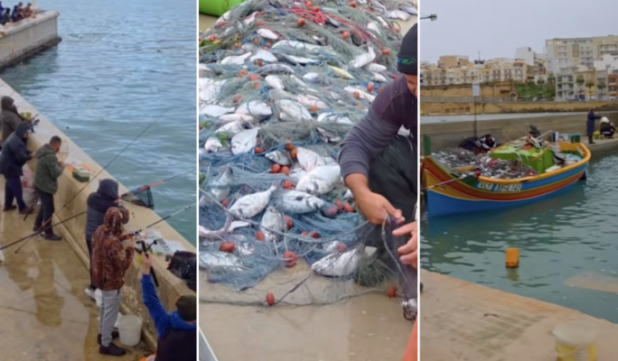 Storm damage sends farmed sea bream into Marsaskala shores
