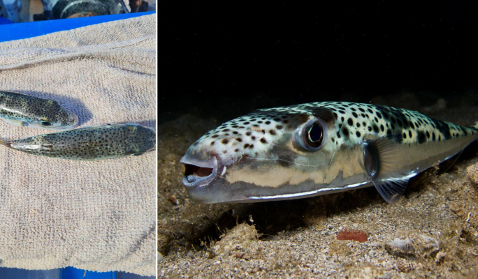 Warning: Do not eat this fish; it can kill you