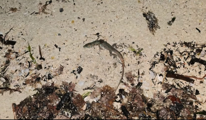 Storm Harry’s aftermath: The wildlife toll we are overlooking